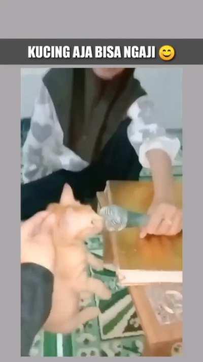 Bune la kedi kuran okuyor töbe töbe