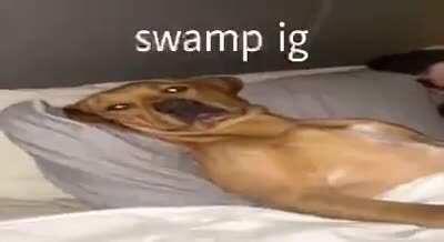 swamp ig