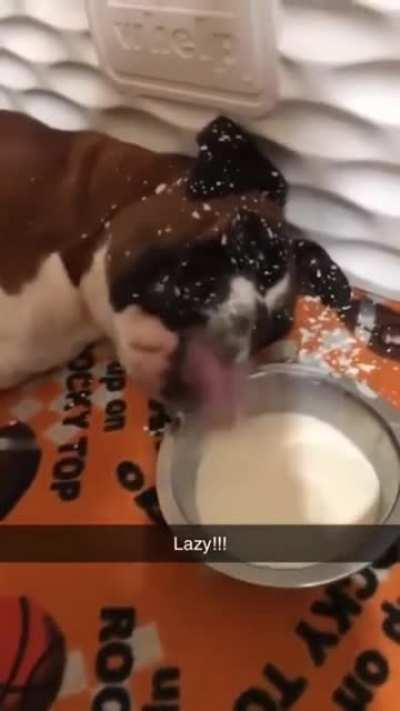 He is the master of laziness 🤗😛