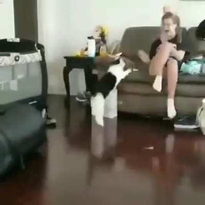 To play with a cat