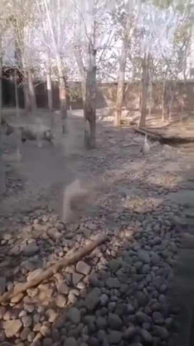 Stupid Kitties .. Cobra Chicken is here