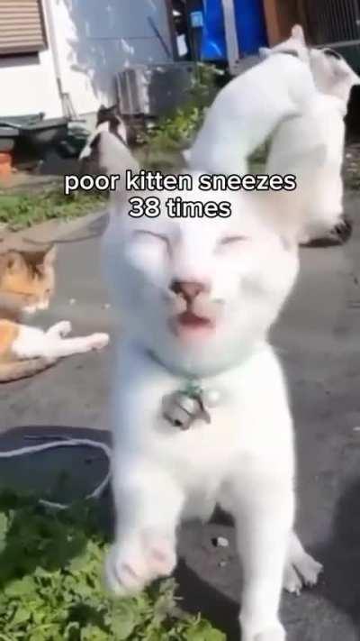 poor cat Sneezes 38 times
