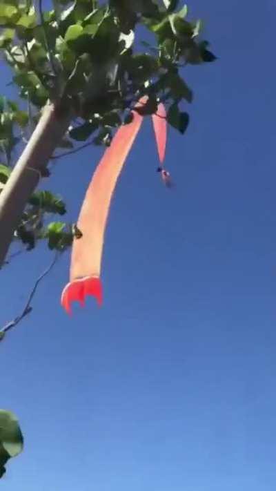 Child lifted meters into the air by a giant kite at Taiwan festival.