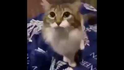 ANDREISIMONOVA - MIHLF