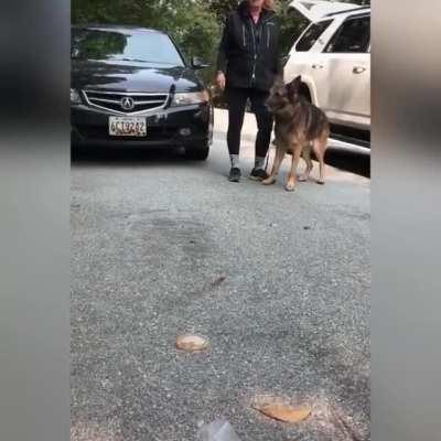 Next command will be bite.. Karen with the dog