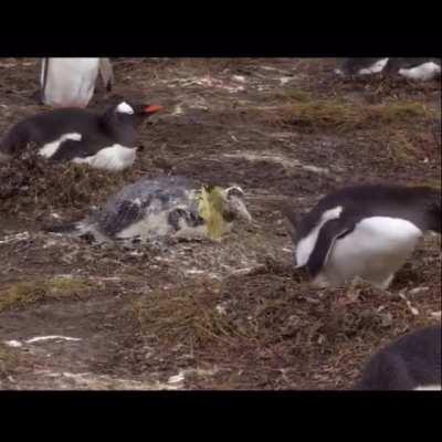 This looks like a nice, safe place to take a nap...