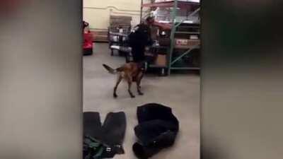 South Dakota Police dog adjusting to his new winter booties