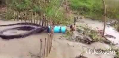 How to discover what's been eating your chickens