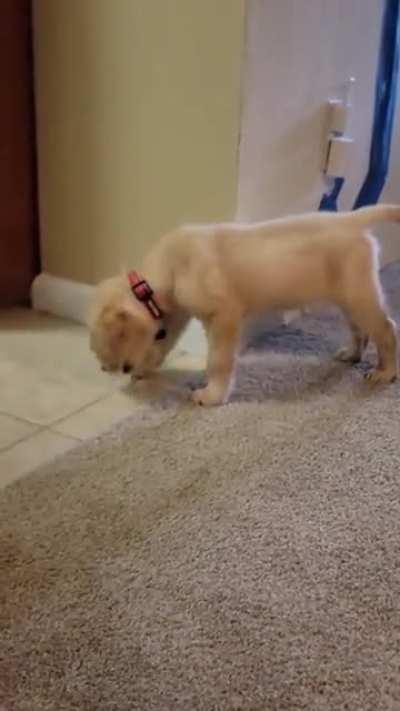 Pheonix is deciding if he likes ice cubes