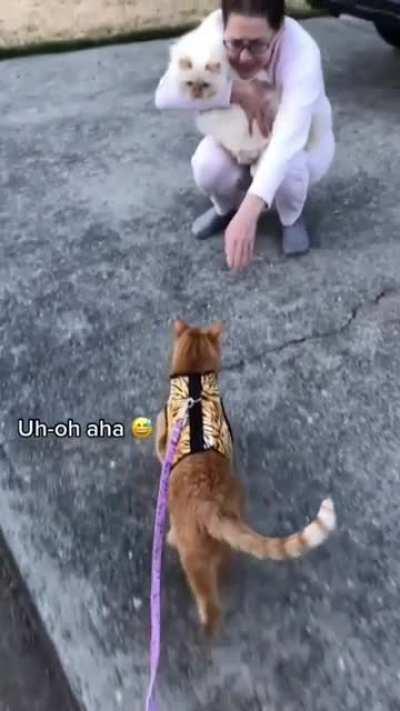 She's not a friendly cat