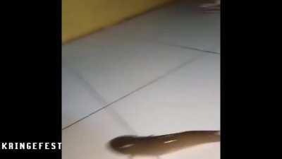 Here is a yeeting fish