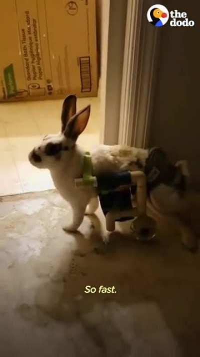 Desi’s extraordinary rehabilitation and recovery thanks to his loving, dedicated caretakers at Live Freely Sanctuary