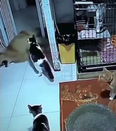 What cat would you be in this situation?