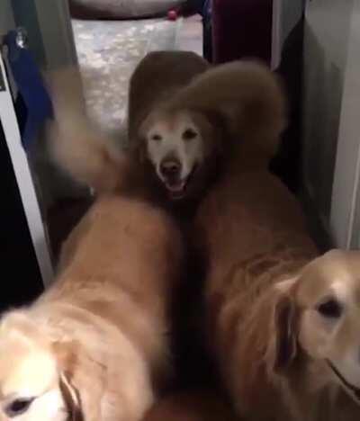 Stuck doggo but the happiest doggo