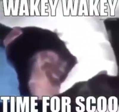 wakey wakey