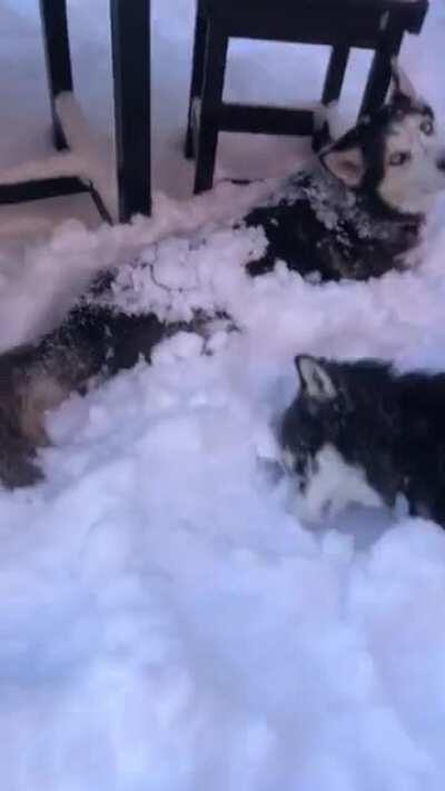 Every time it snows my huskies malfunction