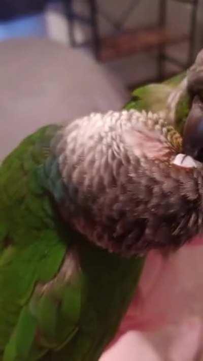 Green Cheek Conure couple ♥️