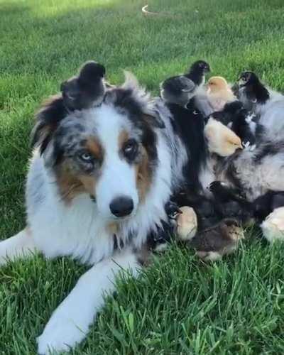 An actual chick magnet