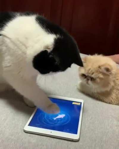 He won't let him play in peace