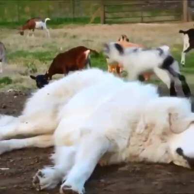 Goats viciously stomp on barely conscious dog