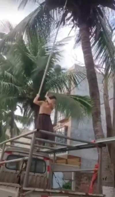 WCGW standing directly below the coconuts you're cutting off?