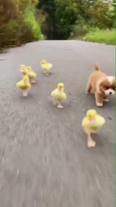 Some Puppers Are Not Like Others!