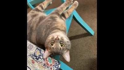 Cat ASMR with Pickle, Millie, and Goose