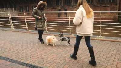 Bernardo Silva walking his dog, John Stones