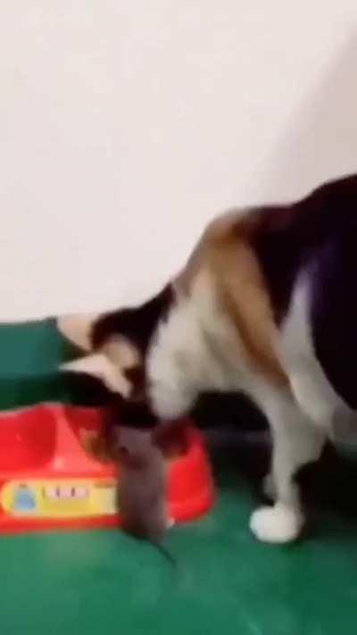 Society after Roomba's death