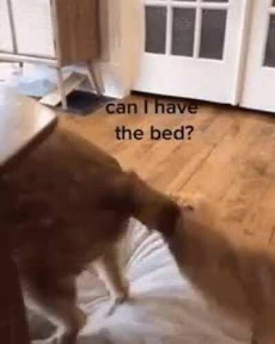 Can I have the bed?