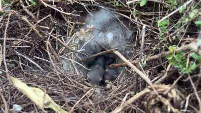 what are these small things nesting in my flower pot?