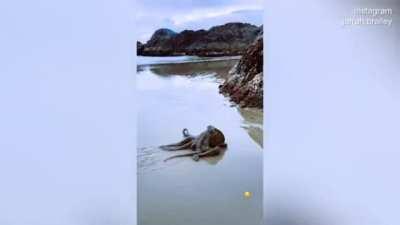 Octopus in the Beach