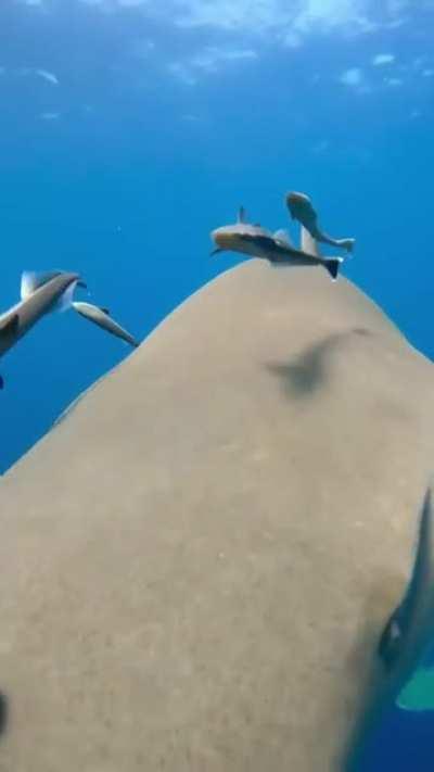 Sharks like nose rubs.