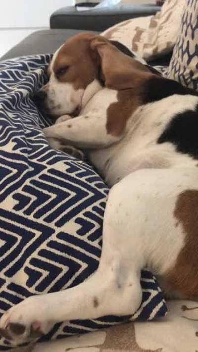 That dog that snores like a cartoon character? My beagle does too! (With sound)