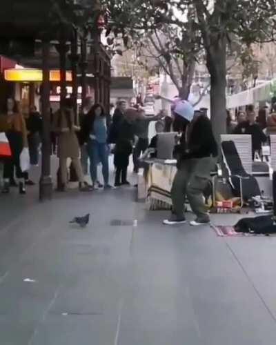 Pigeon vibing to street artist's music