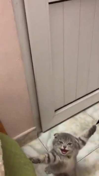 Playful cat get claws stuck in curtains