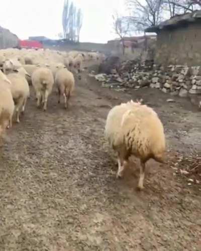 Anatolian Shepherd pup in training