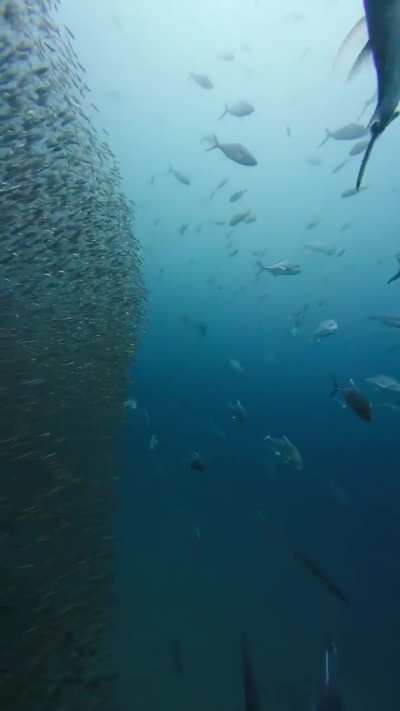 Just finished a liveaboard trip in North Andaman route in Thailand. Richelieu Rock is always one of my favourites 🥽
