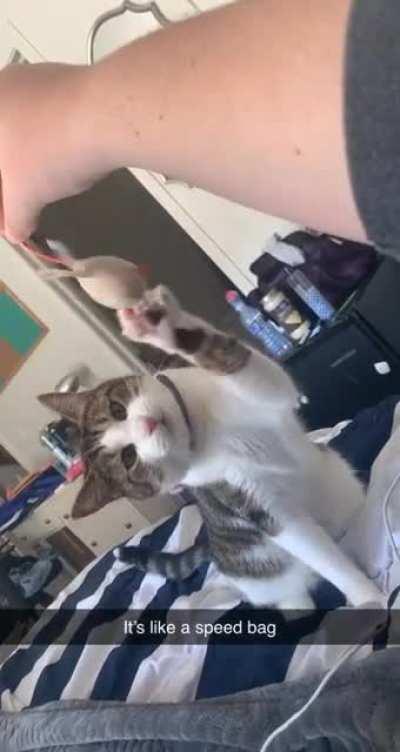 Athena practicing her boxing (sorry for it being snapchat)