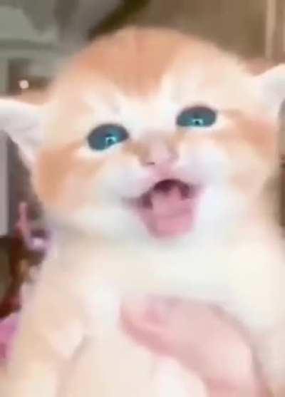 Embrace kitty posting