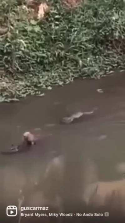 GUIBELREVIEWS - Video #7744