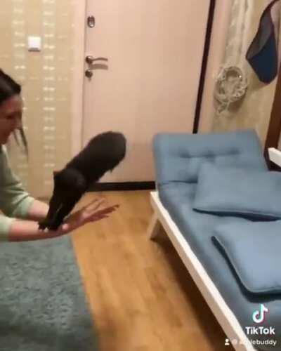 Buddy the rescued sable really loves and trusts his people