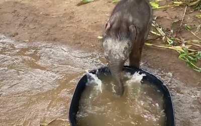 Baby Elephant learning to take a bath