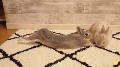 The bigger an animal’s yawn, the bigger its brain, study finds