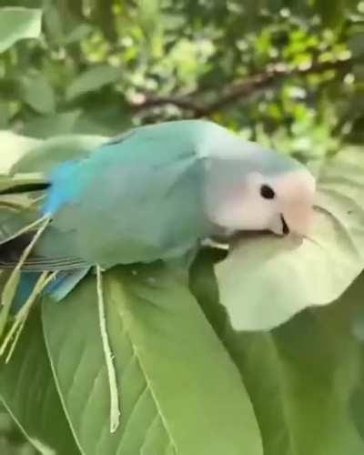 One of the characteristics of an adult female lovebird is that they will tuck nesting material under their wings and carry it into their nesting place.