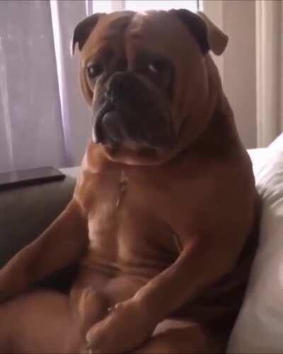 doggo is not happy with this conclusion..