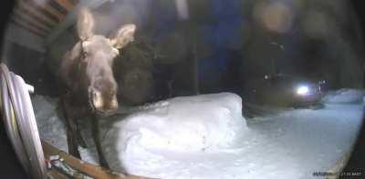 🔥 Moose and Alaska resident accidentally spook one another early in the morning