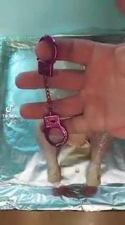 Cuando un mod mete a calentar el pollo