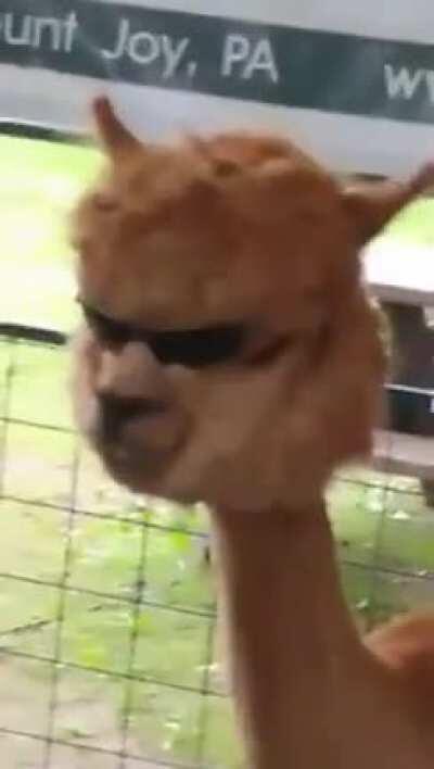 facha fachera facherita