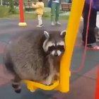 chonky raccoon